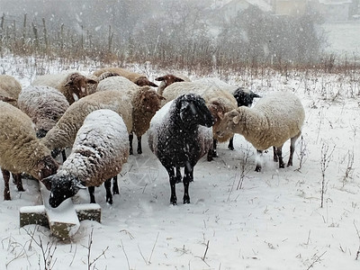 一群绵羊站在外面的雪地里图片