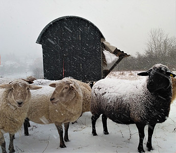 外面雪中拖车前面的一群羊群图片