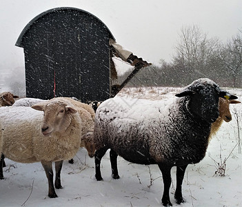一群绵羊在雪地外面大篷车前图片