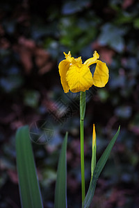 黄旗 Iris图片