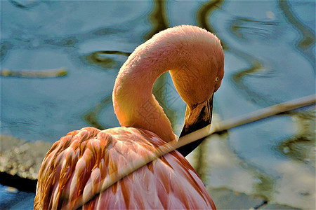 在动物园弯脖子的粉红火烈鸟图片
