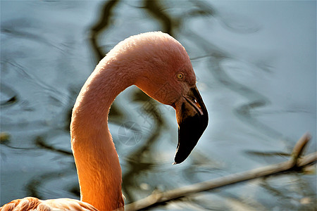 粉红色智利火烈鸟头 靠近水面图片