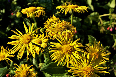 一束 Doronicum 东方花在苏图片