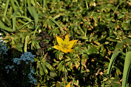在德国草原上发现美丽的野生郁金香郁金香图利帕·西尔维斯特里斯图片