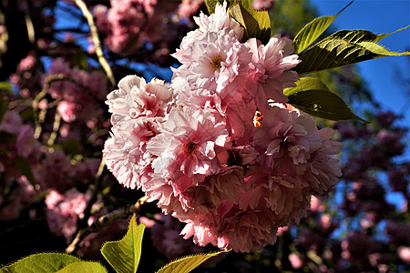 粉红樱花和阳光下叶子 在蓝天前图片