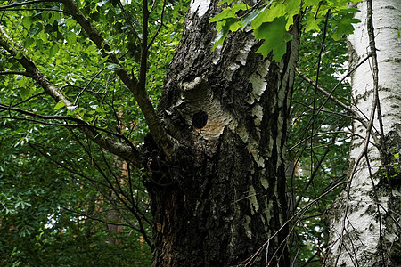 树枝树干中的木嘴洞图片