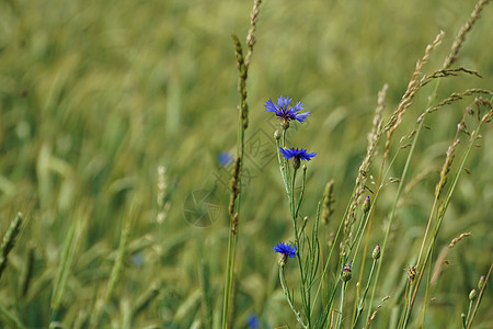 在瑞士萨克森的一个田地上发现美丽的蓝玉米花朵图片