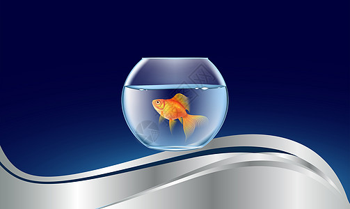 抽象波背景上的金鱼缸鱼缸宠物自由金子水族馆野生动物活动鲫鱼飞溅游泳图片