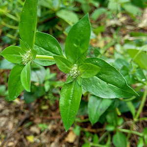 在具有自然背景的自然界中特写绿色borreria 这种植物是杂草 花是白色到非常浅的紫色 在腋生丛中形成花瓣宇宙铁草荒野叶子花园图片