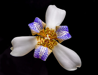 内聚脂质花花花瓣紫色宏观植物雌蕊植物群生长照片生物学色彩图片