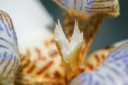 内聚脂质花花摄影宏观生长花头雌蕊照片紫色兰花植物学荒野图片