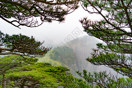 黄山 安虎背景的树上有山雾旅游顶峰遗产悬崖天线岩石树木旅行黄色松树图片