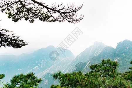 有黄山的松树 和昂山的黄山图片