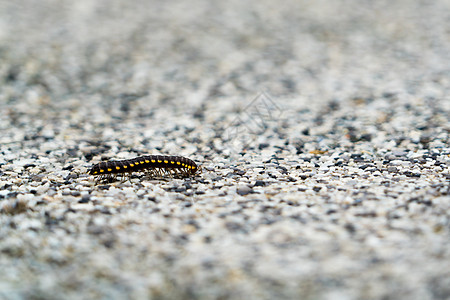 在模糊的碎石表面 独自行走的小昆虫图片