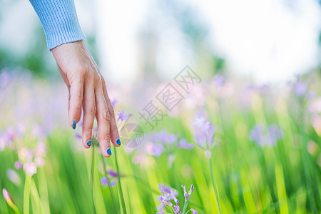 女人和田里的鲜花 女人摸紫色的手青少年女孩女性辉光森林草地调子晴天太阳日落图片