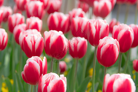美丽的红色白郁金香花花园春天即将到来图片