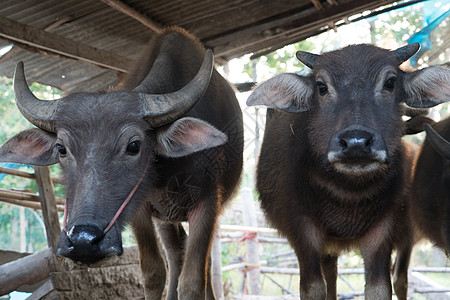 水牛在牛圈画肖像 当地泰国水牛 在小路奶牛农民房子文化工作牛栏工人喇叭剪裁图片