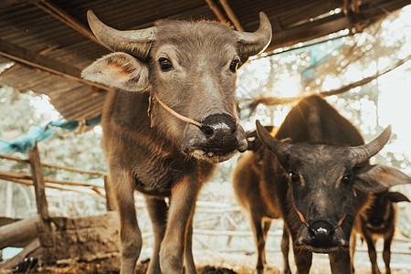水牛在牛圈画肖像 当地泰国水牛 在肌肉房子牛栏小路热带喇叭生物呼吸农场剪裁图片