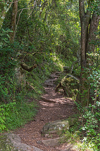 穿越几片森林 沿路穿过多处森林 前往图吉拉峡谷农村风景爬山闲暇乡村旅游世界遗产旅行图片