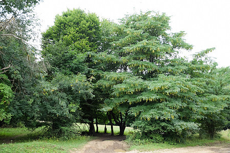 Gleditsia 三角图片