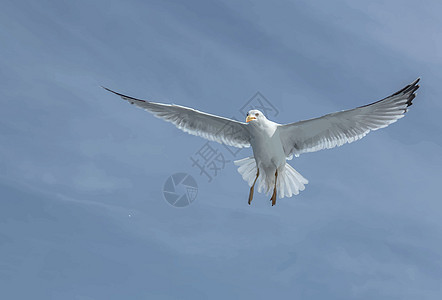 在自然界的蓝天上特写海鸥自由羽毛海滩动物空气海鸟荒野晴天钓鱼蓝色图片