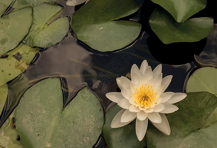 池塘里的百里水生物学荷花反射花园热带花朵自然野生动物蓝色植物群图片