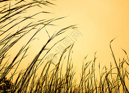 干枯的草地和清晨的夜空天空季节乡村日出场地橙子小麦植物黄色阳光图片