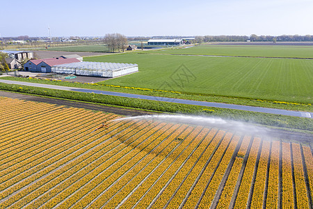 来自荷兰盛开的郁金香田的空中飞行农场文化植物农田目的地花坛生长美化农业季节图片