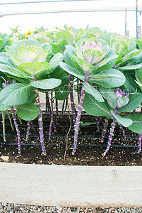 园林花卉观赏白菜env花束收成芸苔食物花园紫色卷曲植物菜花蔬菜图片