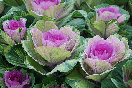 园林花卉观赏白菜env菜花园艺花束花园农业芸苔紫色食物绿化卷曲图片