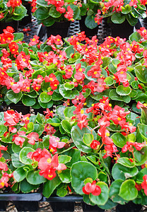 贝戈尼亚人 西梅佛罗伦斯人 在花园里乞讨叶子花瓣海棠植物寝具园艺植物群花坛生长植物学图片