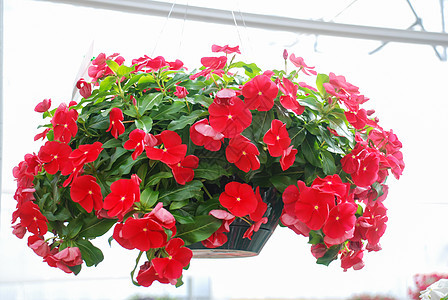 花朵 红鲜花(玛达加斯卡尔/欧里温克)图片