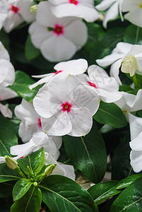 花朵 白鲜花宏观植物草本植物植物群粉红色玫瑰植物学公园叶子花瓣图片
