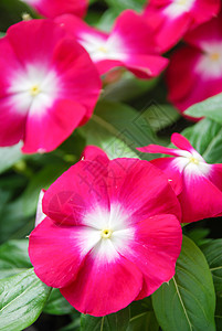 花朵 玫瑰鲜花玛达加斯卡尔欧里温克粉红色花园植物植物学热带植物群草本植物花瓣公园叶子图片