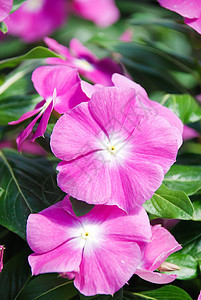 鲜花 粉红色的鲜花玛达加斯卡尔欧里温克公园植物植物群叶子植物学草本植物玫瑰宏观热带花园图片