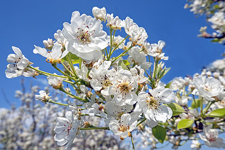 葡萄牙春天的樱花开花植物花朵花粉生活花瓣绿色树叶宏观活力白色图片