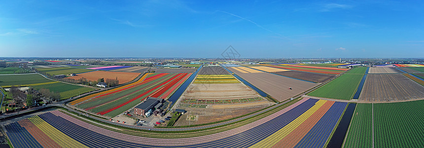 荷兰春季郁金香田的航空全景图片