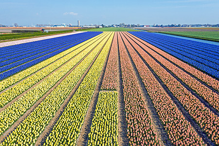 来自荷兰盛开的Hyacinth田地的空中飞行风光旅游植物群花坛目的地农田花头农业紫色色彩图片