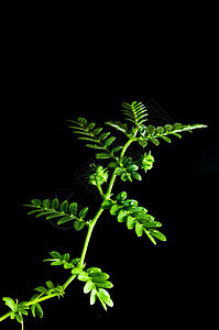 黑色背景上分离的小小卡通杂草热带多刺植物宏观种子草本植物陆地叶子菱角图片