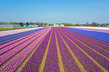 来自荷兰盛开的Hyacinth田地的空中飞行花坛农场旅行花头季节田园目的地植物农业郁金香图片