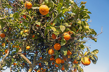 葡萄牙乡下橙树 位于葡萄牙园艺植物农场橙子太阳果园收获农业食品生长图片