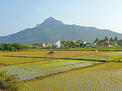 提到泰米尔的圣山精神传统爬坡旅行农村冒险婆神图片