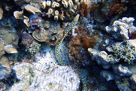 黄斑海蛇在水下拍摄的照片图片