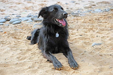 海滩上的年轻拉布拉多人乐趣支撑幸福海洋活动跑步宠物飞溅跳跃行动图片