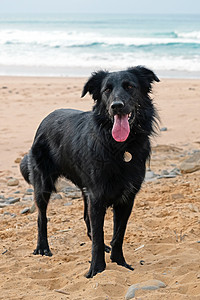 海滩上的年轻拉布拉多人支撑犬类跳跃飞溅跑步动物活动行动幸福宠物图片