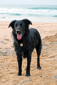 海滩上的黑拉布拉多小狗娱乐牧羊犬快乐花园棕色冒险黑色宠物眼睛图片