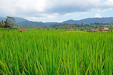 印尼巴厘岛周边的绿色稻田绿稻田图片