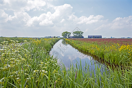 荷兰农村典型的荷兰土丘人风观 6环境农田旅行国家土地假期乡村牧场农业草地图片