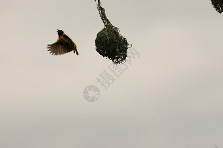 鸟类马赛人马拉天鹅池塘动物群鸬鹚火烈鸟涉水羽毛荒野图片