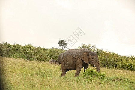 大象喂食野生动物动物马拉食物条纹哺乳动物假期荒野马赛人马属图片